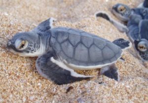 Turtle Hatchling Barrow Island